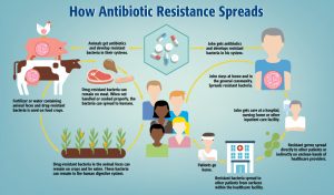 resistance antimicrobial spread amr infographics resistant antibiotic common infographic evolution health causes explain spreads germs friends tracking impact