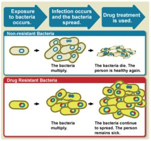 Diagram showing the difference between non-resistant bacteria and drug resistant bacteria. Non-resistant bacteria multiply, and upon drug treatment, the bacteria die. Drug resistant bacteria multiply as well, but upon drug treatment, the bacteria continue to spread.