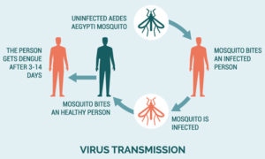 transmission of dengue