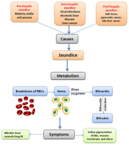 Jaundice flow chart