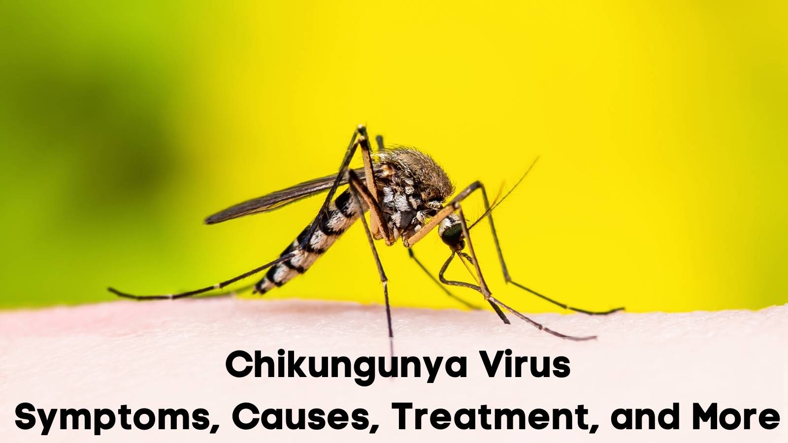 Chikungunya Transmission Symptoms And Prevention Public Health Notes